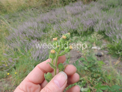 tarweed, coast